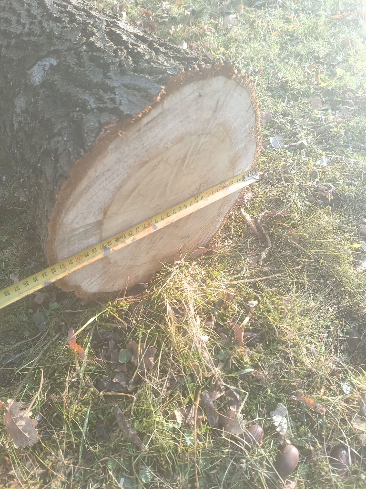 Dąb kłoda tartaczna