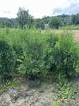 Tuja Brabant   150/160/ 170/200cm