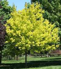 Acer platanoides PRINCETON GOLD klon pospolity PRINCETON GOLD