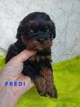 FREDI Zarezerwowany