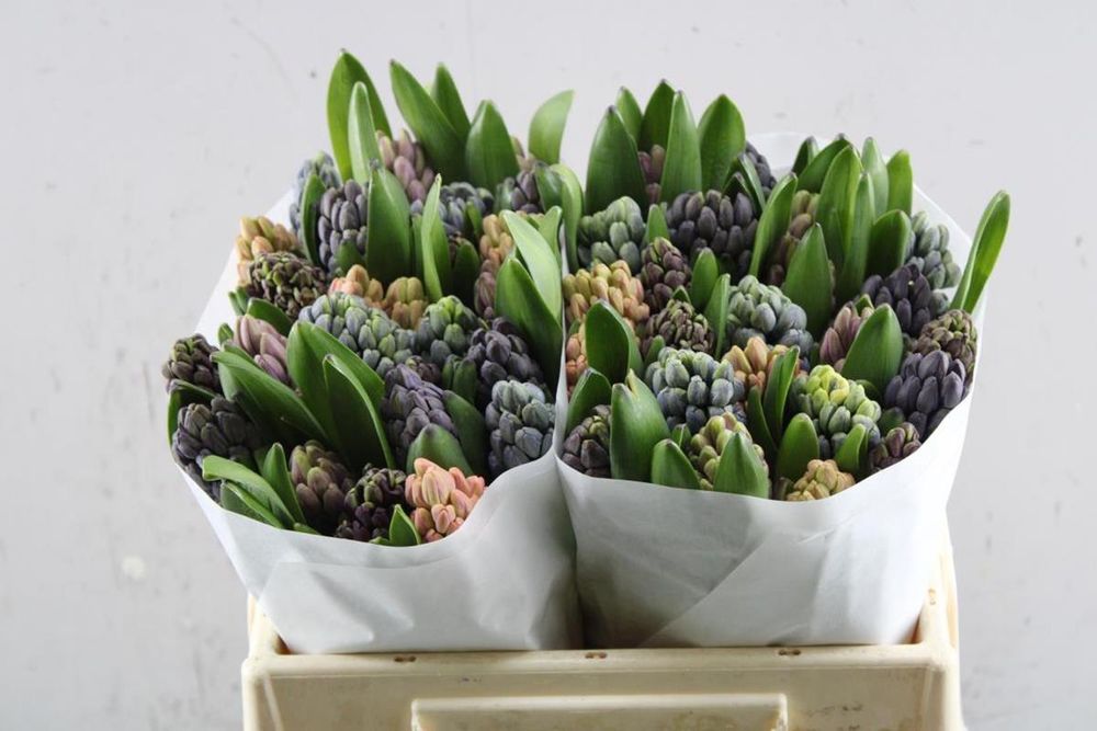 Hiacynt Hyacinthus rainbow (mixbunch) kwiat żywy