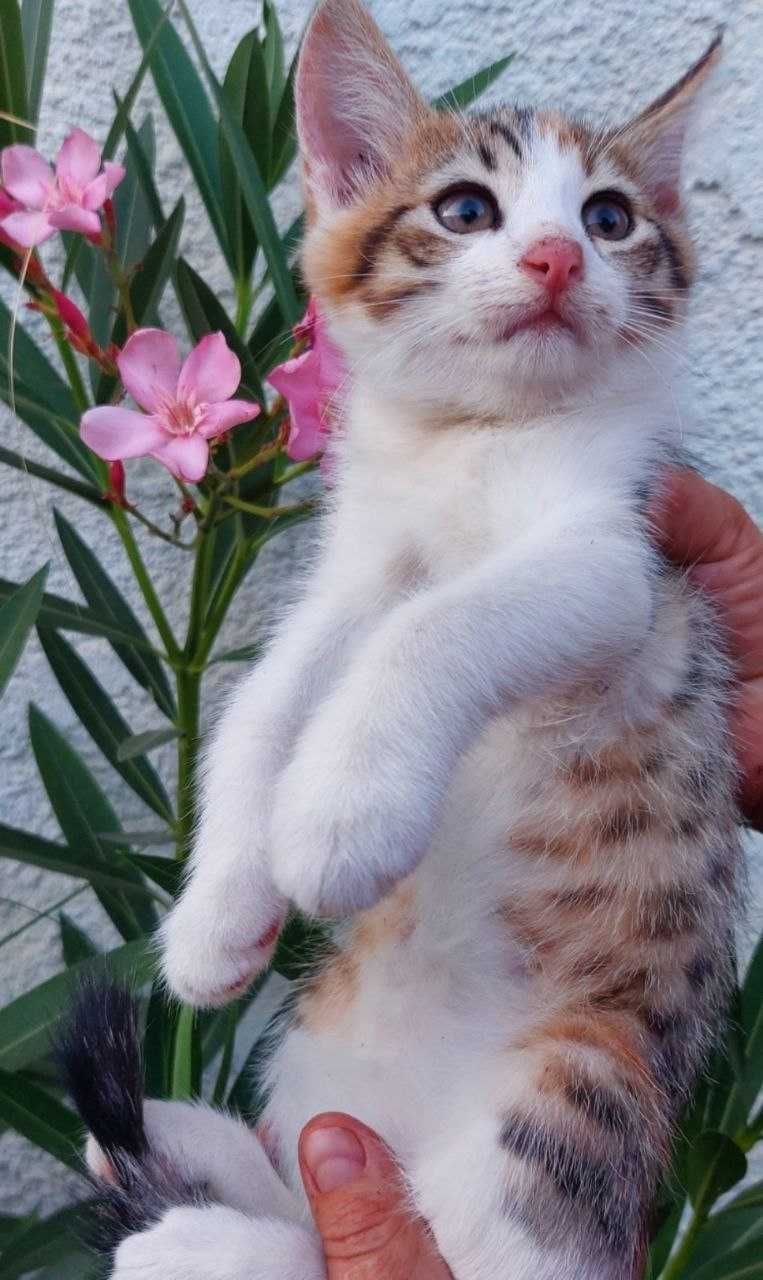 Котята в хорошие руки