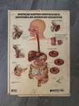 Poster vintage corpo humano
