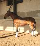 PSL (cavalo lusitano) Letra P “PAVIO MD”
