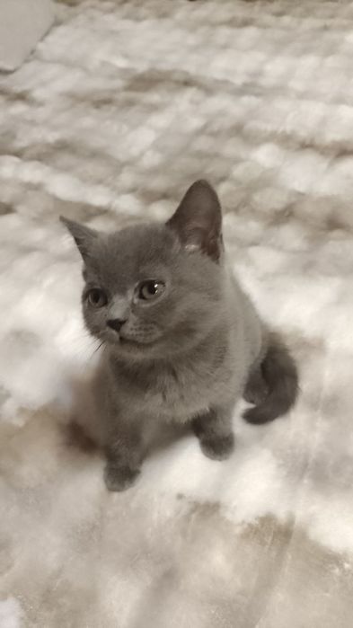 Котинята шотландці