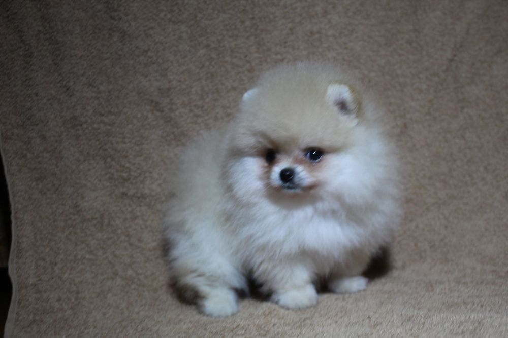 Гарні. Міні і стандарти