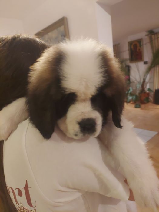 Bernardyn  długowłosy piesek