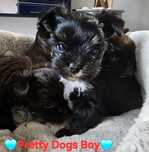 York Yorkshire terrier Black tan piesek piesek