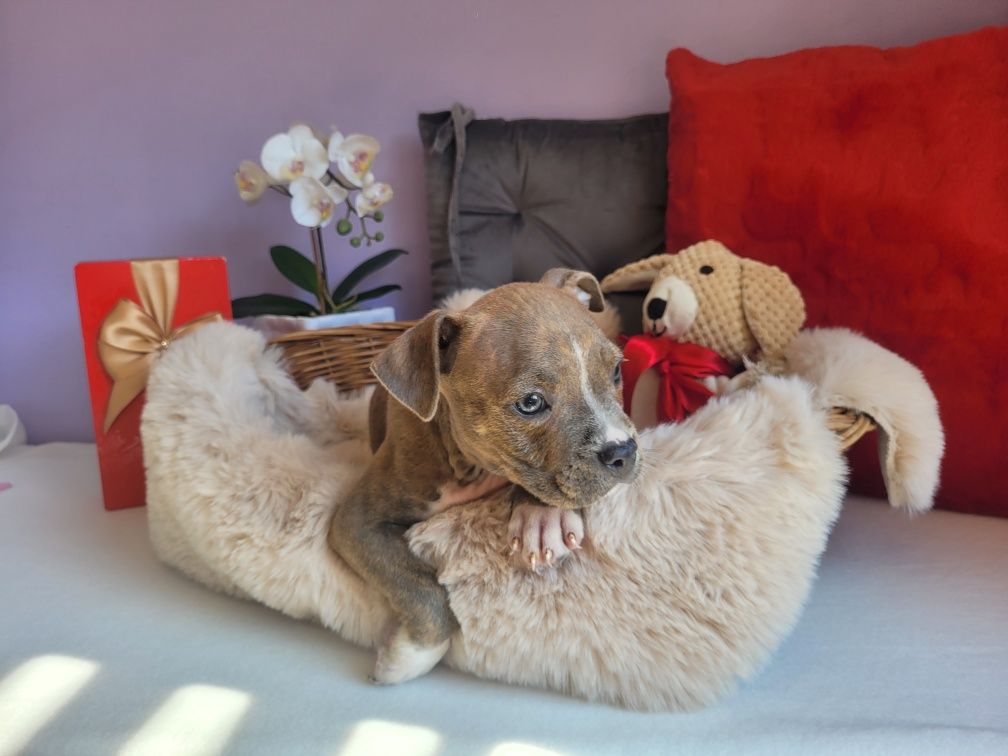 Kochany piesek Amstaff!