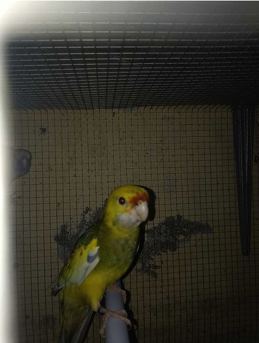 Vendo Rosela penante