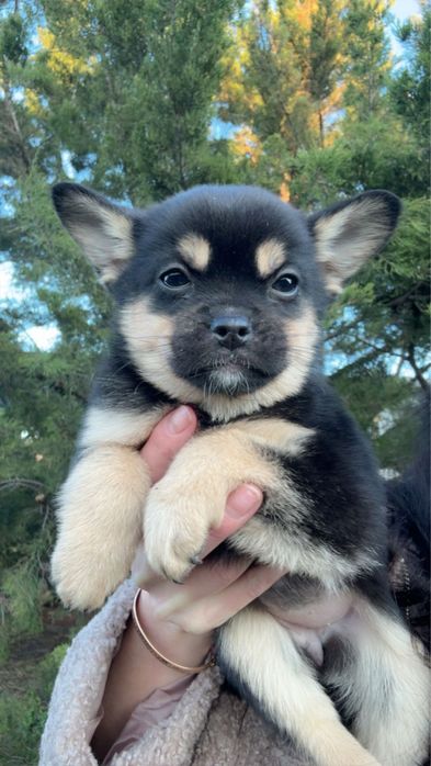Метис шпіца дівчинка чорно-підпала