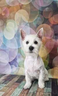 West Highland White Terrier sunia 8msc