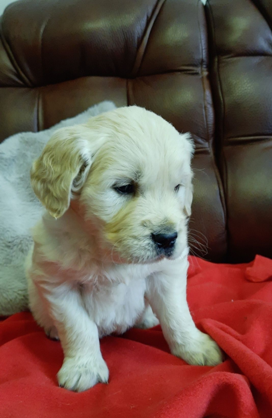 Golden Retriever piesek