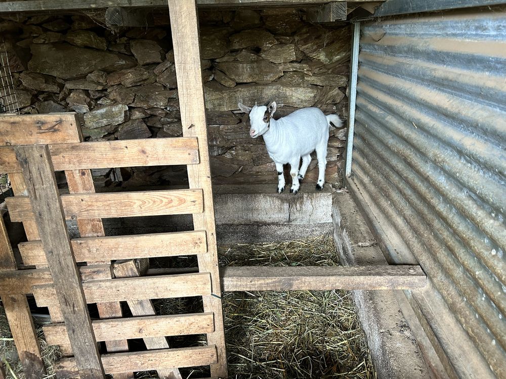 Cabras micro anas