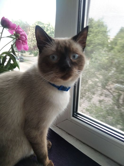 Віддам котика безкоштовно