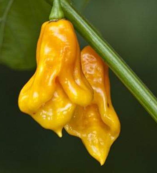 Novas adições: pimentas/ chilli peppers/ "malaguetas"