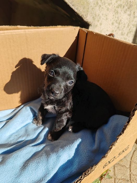 Dou cachorros porte pequeno