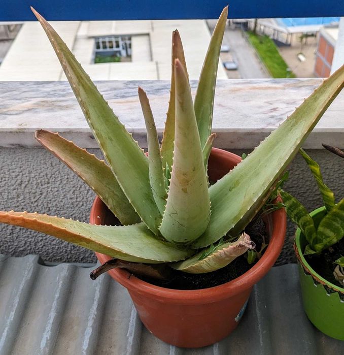 Planta Aloe Vera Barbadensis em saco ou vaso