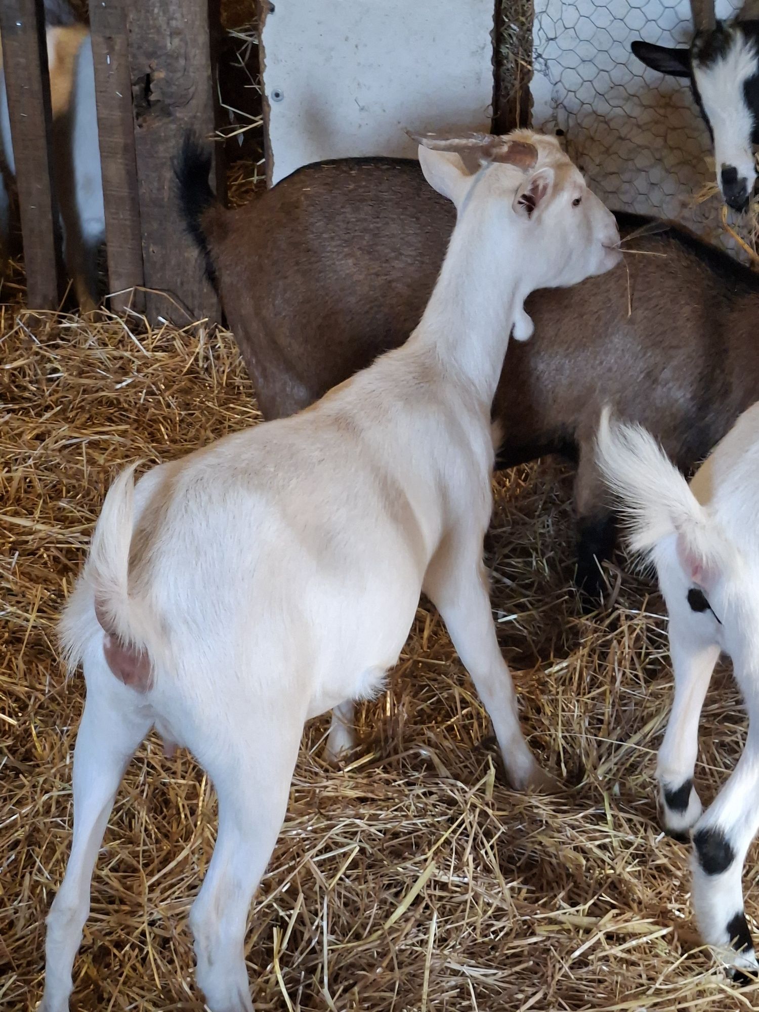 3 cabras de qualidade!