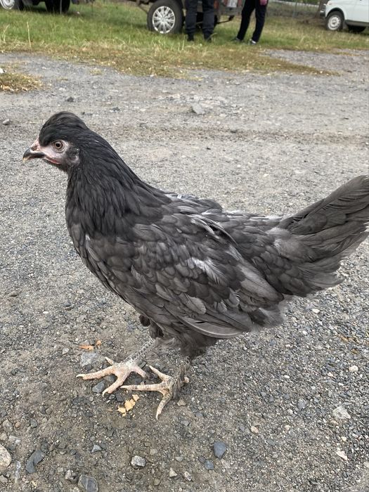 Молоденькі курочки «Домінанти»