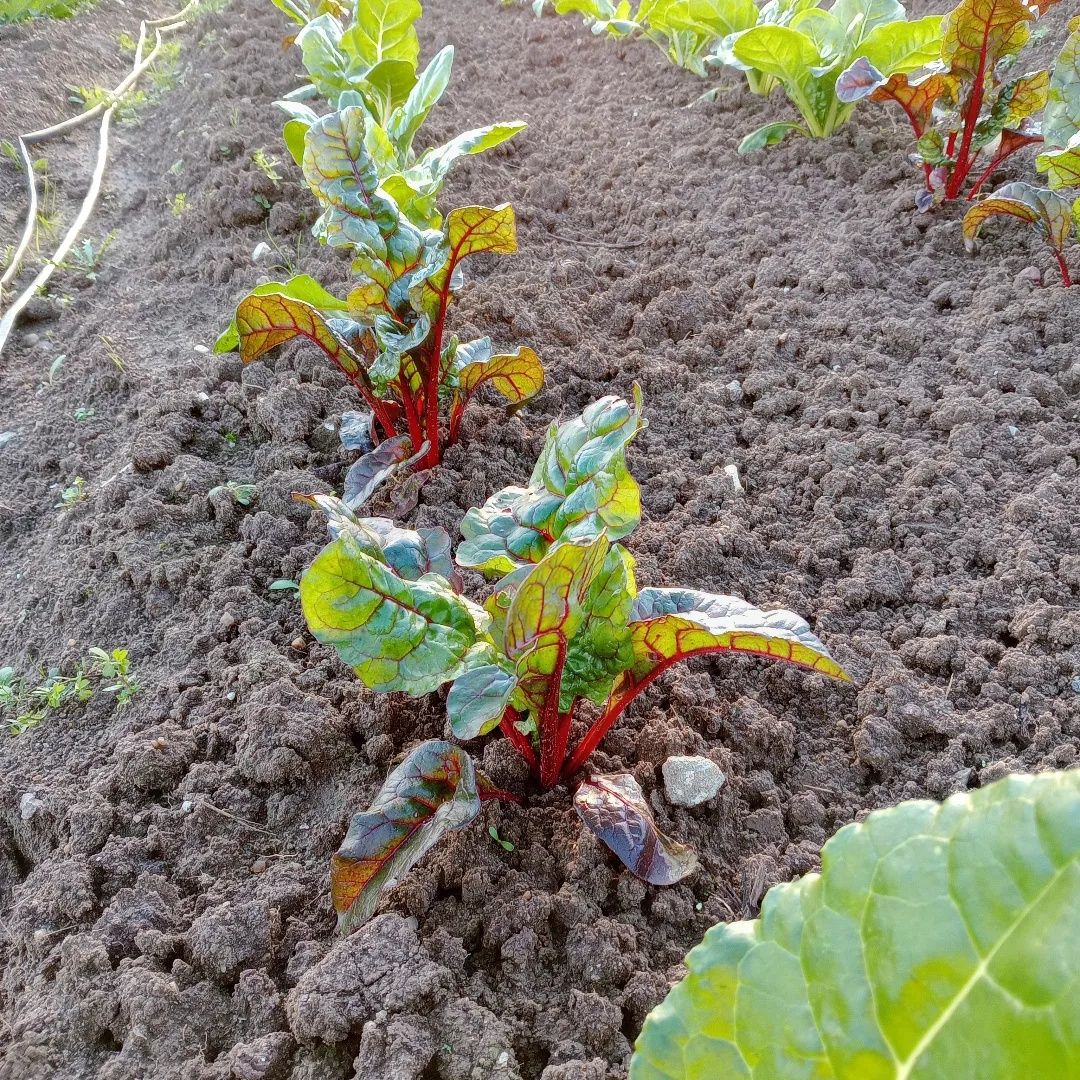 Cabaz Biológico - do campo para a mesa