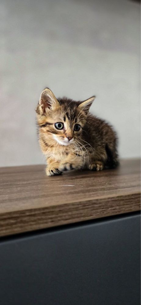 Кошенятко- хлопчик  в добрі руки