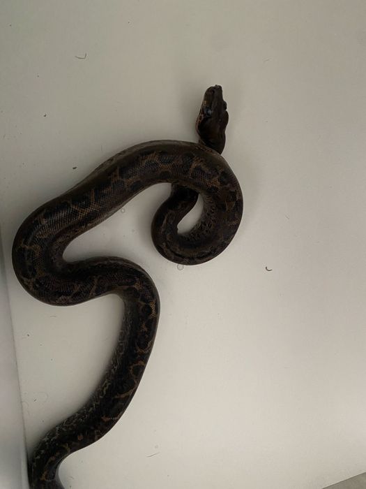 Wąż, samica leopard