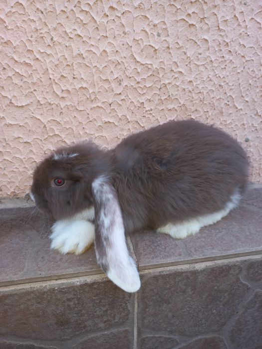 Кролики Французький баран