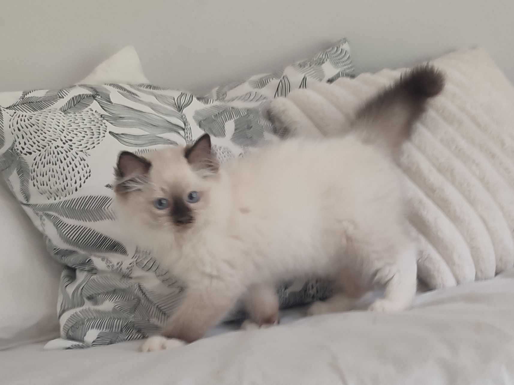 Kocurek RAGDOLL seal mitted cudny