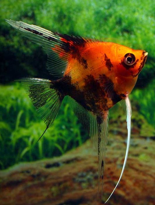 Skalar sp. Red Devil - Pterophyllum scalare