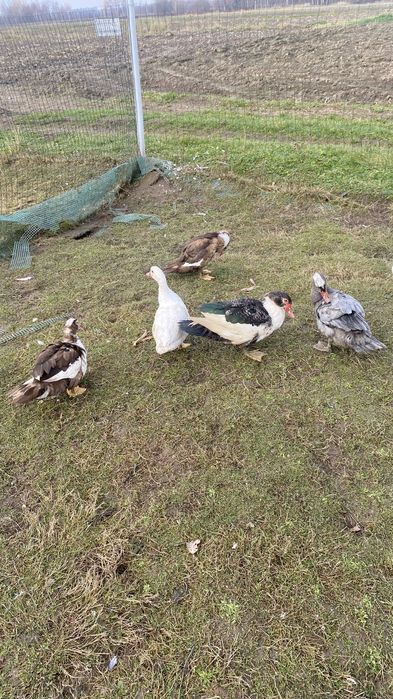 Kaczki, perliczki, indyki, biegusy indyjskie