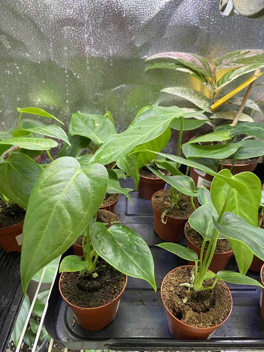 Anthurium Veitchii Anturium