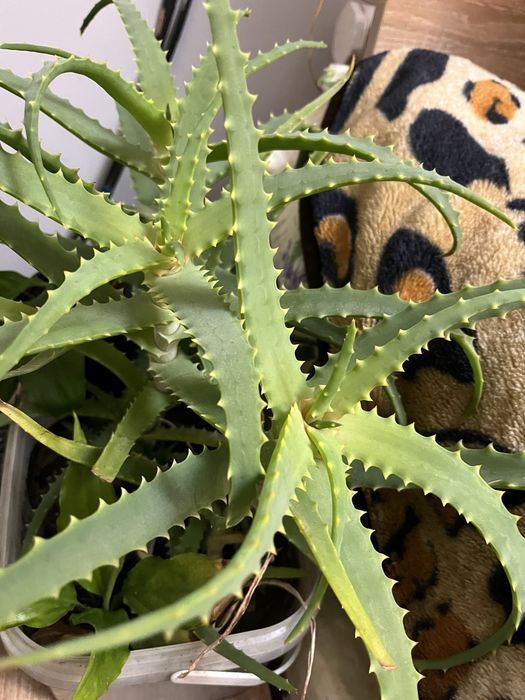 Вазони алоє,спатіфілум,золотий вус,грошове дерево,кактусові,терновий в