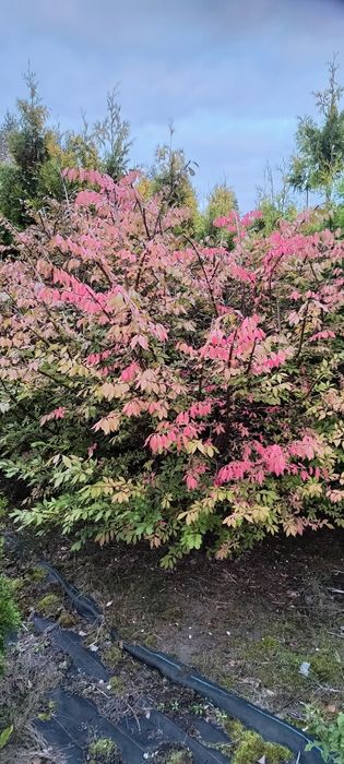 Trzmielina Oskrzydlona 150-175