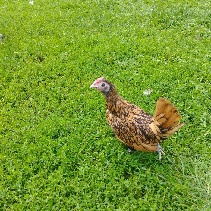 Kury ozdobne  selebrytki