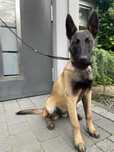 Owczarek Belgijski Malinois suczka 5 miesięcy