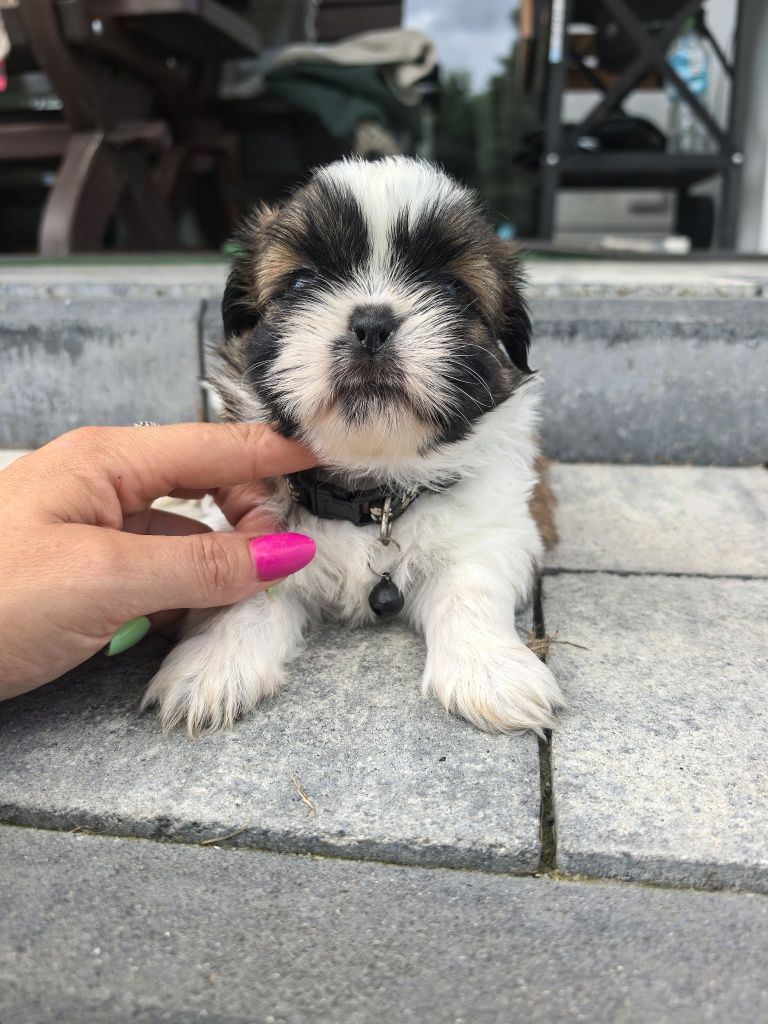 Śliczny szczeniak shih tzu
