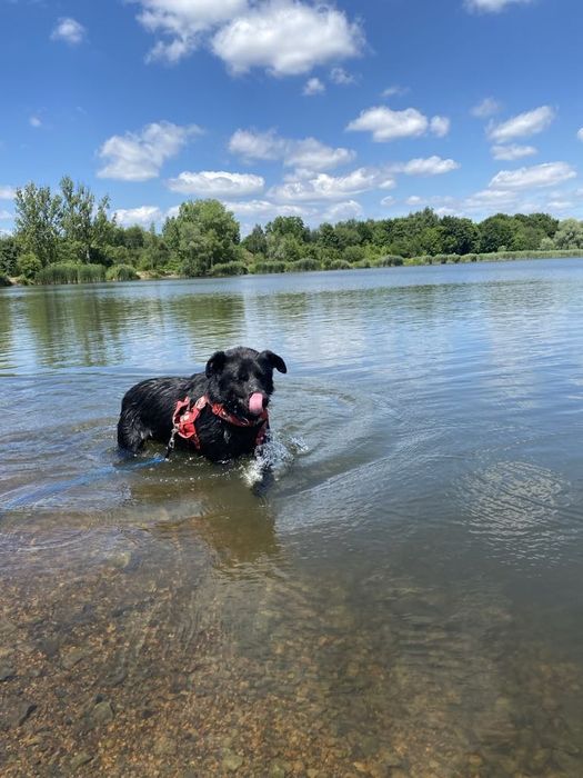 Gucio-łagodny i mądry pies szuka domu