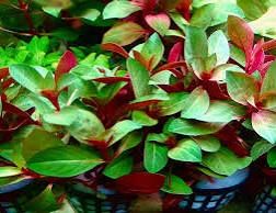 Ludwiga repens red