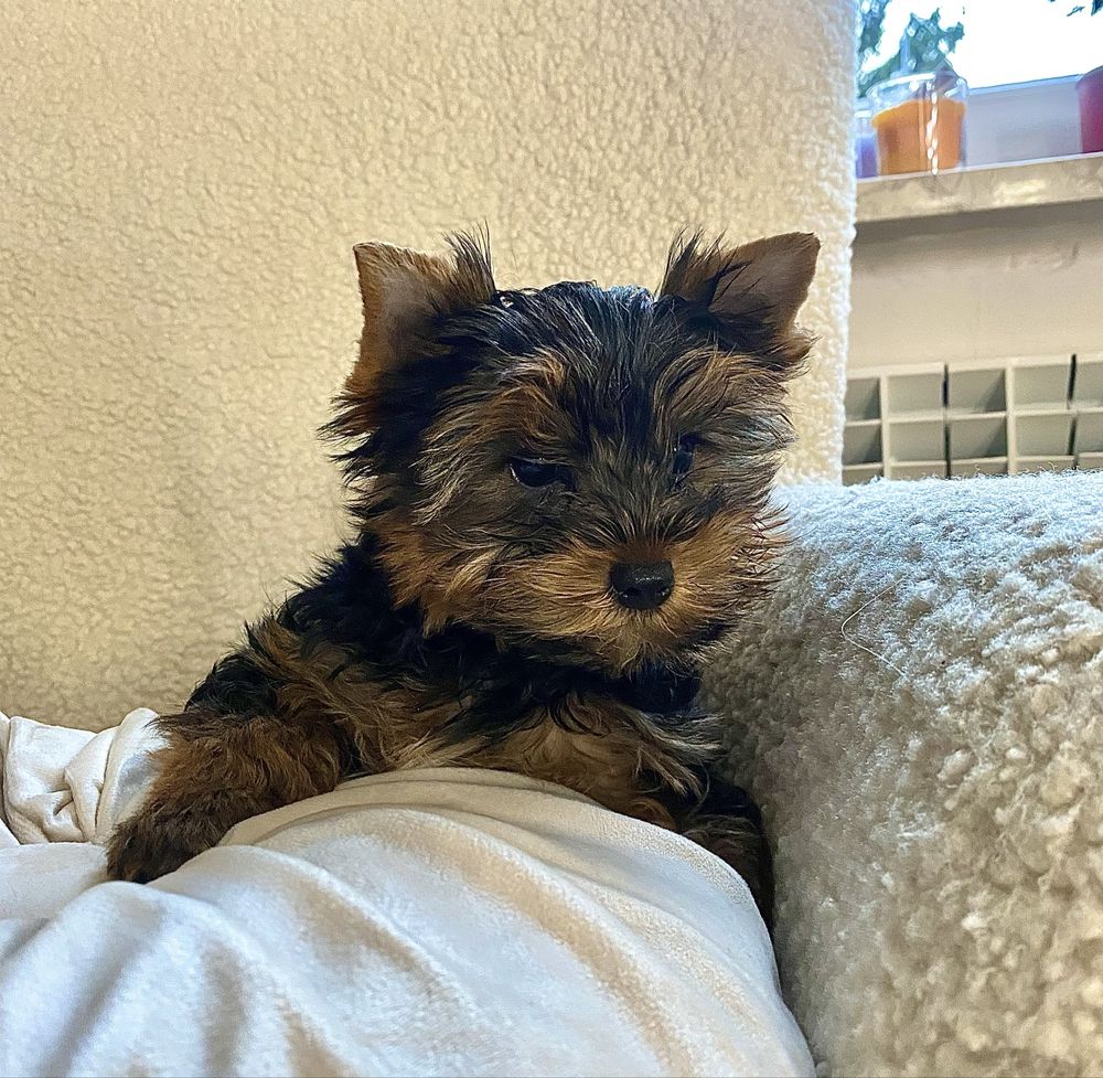 Yorkshire Terrier