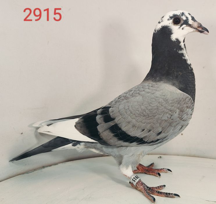 Jos Thoné gołąb, gołębie pocztowe.