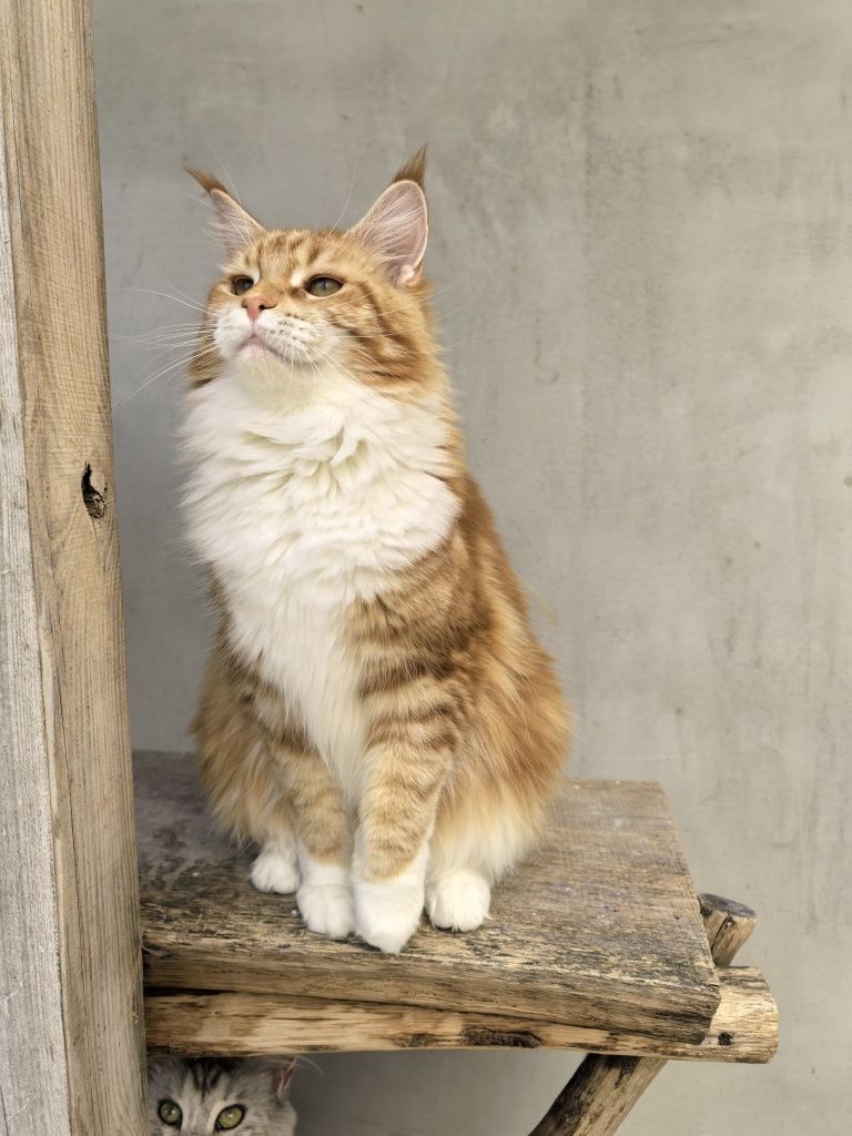 Catholini Maine Coon RUTKA ruda kotka