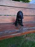 Cocker Spaniel suczka