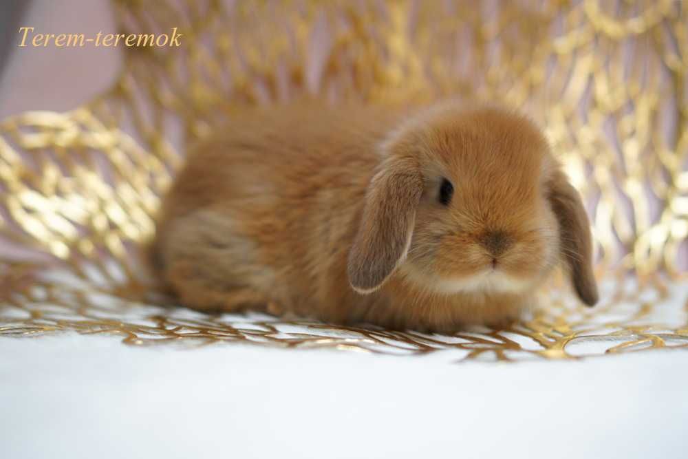 Карликові породисті кроленята! Высловухі кролики міні!