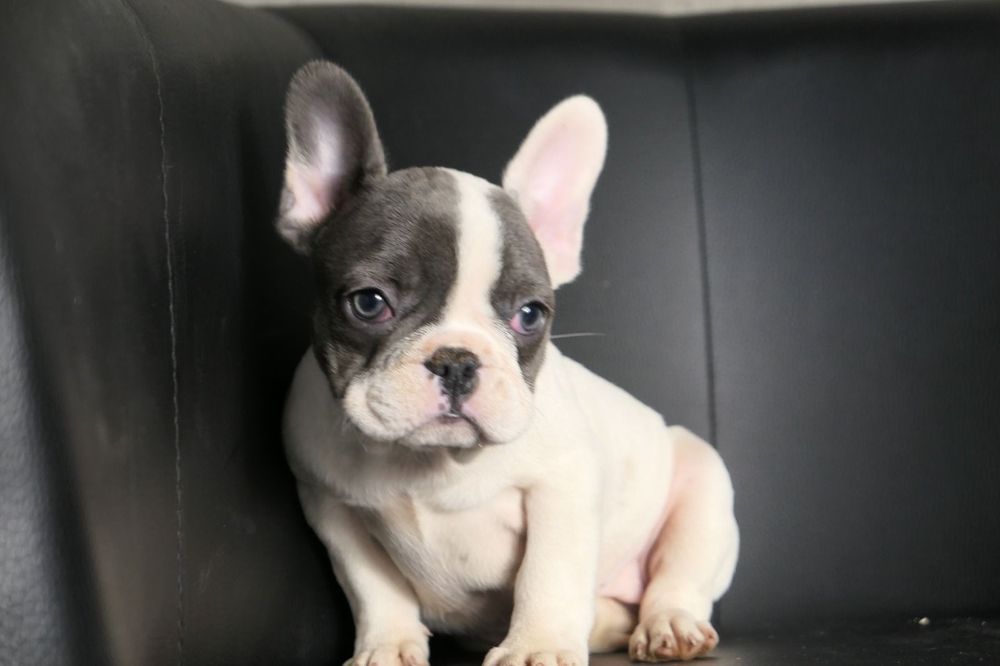 Buldog francuski samiec