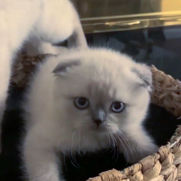 Лілові та блю-пойнтові висловушки