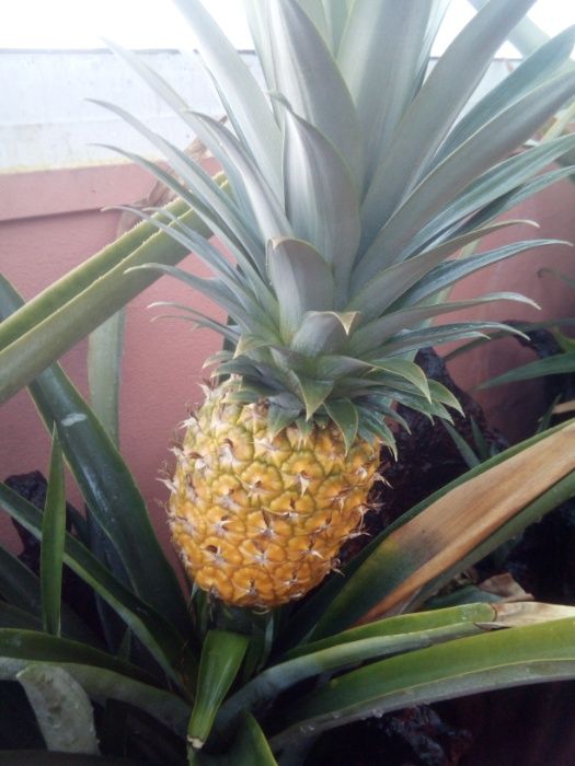 Plantas de Ananás  ( ananas )