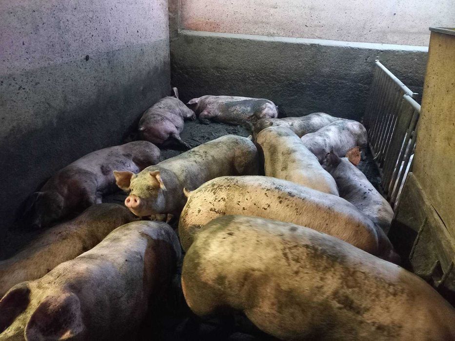 Продам свиней живою вагою