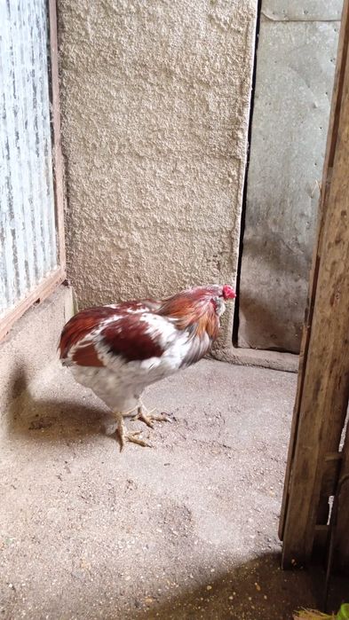 Galos e galinhas raça aroucana