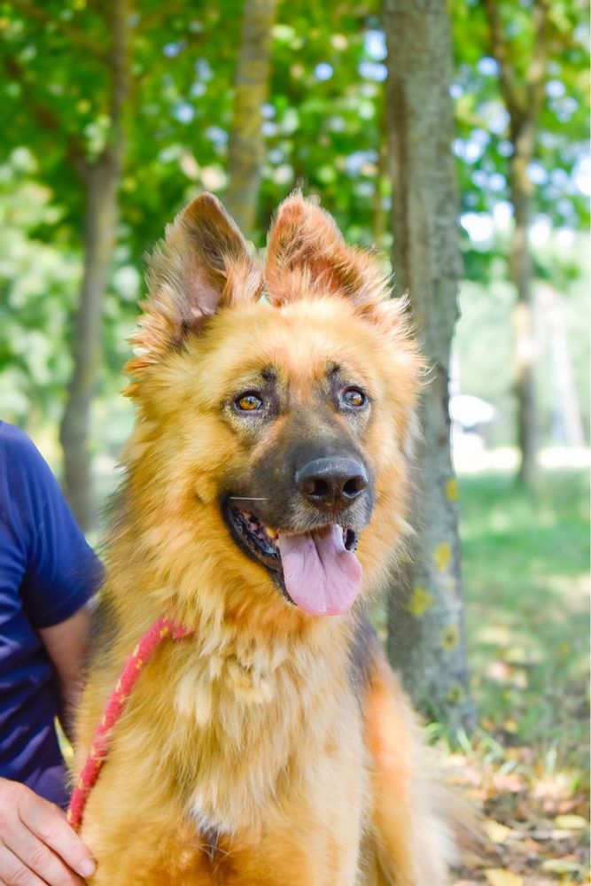 Cywil- pies w typie owczarka niemieckiego do adopcji